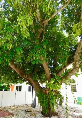 a tree with green leaves in a yard at Comfy & Updated Apartment centrally located minutes away from everything! in Miami