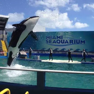 a dolphin jumping out of the water at aorld at Alma Guest Suite in Miami
