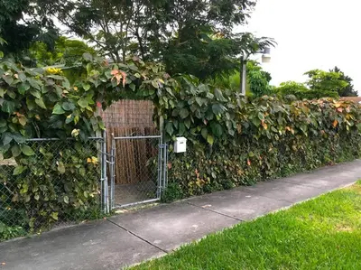 a fence covered in ivy with a gate at Miami Bungalow Oasis near Everglades & The Keys in Cutler Bay