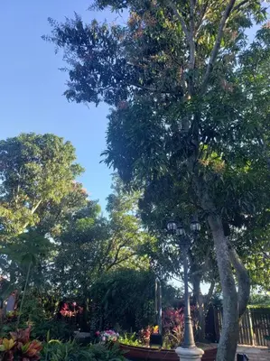 a park with a tree and a street light at Insta Worthy Modern Bungalow in Homestead
