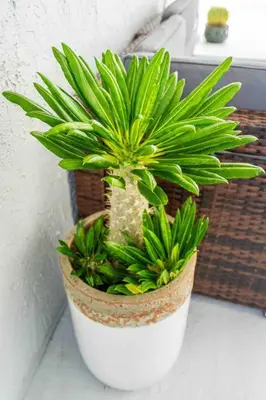 a green plant in a white pot on a counter at Miami Luxury Home! Next to Miami airport and beach in Miami