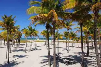 a group of palm trees on a sandy beach at Orange You Glad you came in Miami