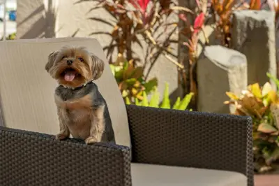 a small dog is sitting in a chair at Residence Inn by Marriott Fort Lauderdale Airport & Cruise Port in Dania Beach