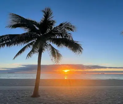 a palm tree on a beach with the sunset at Bayshore Breeze 4 in Fort Lauderdale