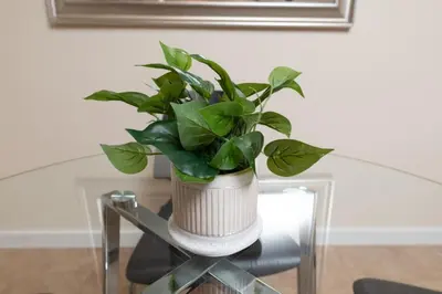 a plant in a white pot sitting on a glass table at Just Off Wilton Drive Apt 7 in Fort Lauderdale