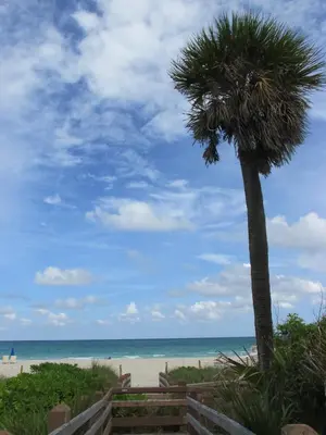a palm tree sitting next to a beach at Ocean Dream by the Beach in Miami Beach