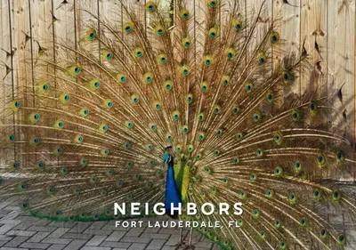 a peacock with its feathers out displaying at Private Heated Plunge Pool Spa and Secluded Patio - Fort Lauderdale in Fort Lauderdale