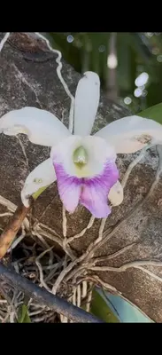 a purple and white flower growing on a rock at Tiny house WiFi and parking in Miami