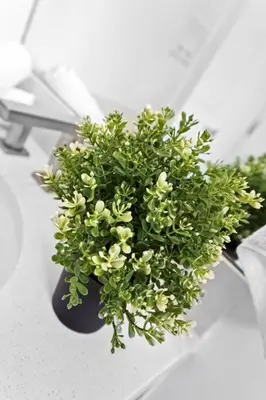 a green plant sitting on top of a table at Comfy Apt 5 min walking to Design District apt 4 in Miami