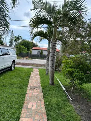 a palm tree in a yard next to a driveway at Cozy Corner in Miami