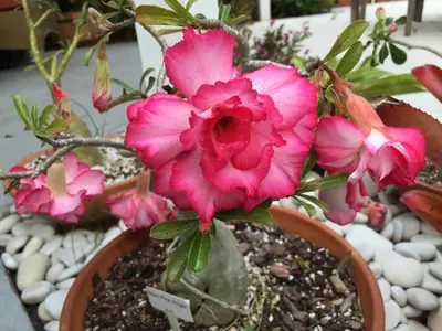 a bunch of pink flowers in a pot at Downtown Hollywood Boutique Hotel in Hollywood