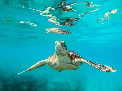 a green sea turtle swimming in the water at Peaceful Casita near Hollywood Beach & essentials in Hollywood
