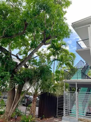 a tree in front of a building with a fence at GroveO1 10 min from the beach in Miami