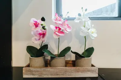 three potted plants sitting on a shelf in a window at Prime Location 4BR Villa with Pool in Miami