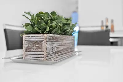 a potted plant sitting on top of a table at Waterfront House - Solar Heated Pool, Arcade Games in Fort Lauderdale
