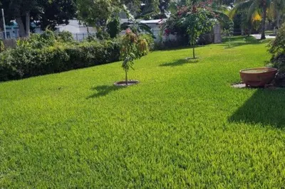a green yard with two trees in the grass at Oasis1080 Resort in Plantation