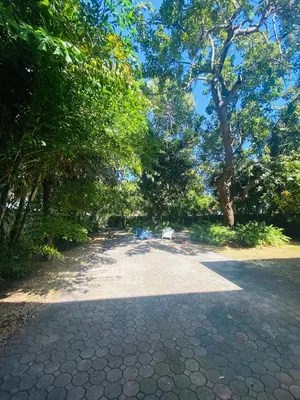 a park with trees and a stone road at 3 Bedroom Apartment with Backyard Oasis in Miami