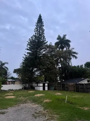 a large tree in a yard with a fence at La sama Wynwood in Miami