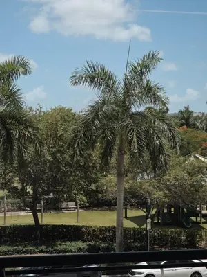 a palm tree in a park with a car at Sweetie Doral studio in Miami