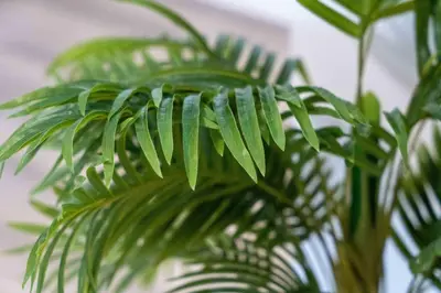 a close up of a green palm tree at Luxury Miami Studio Close to Wynwood & Downtown in Miami