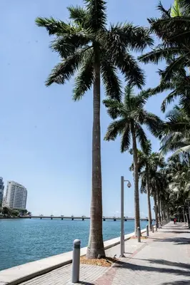 a row of palm trees on a sidewalk next to the water at Brickell 35th Floor Residence with Saltwater Pool 5-Star Amenities in Miami
