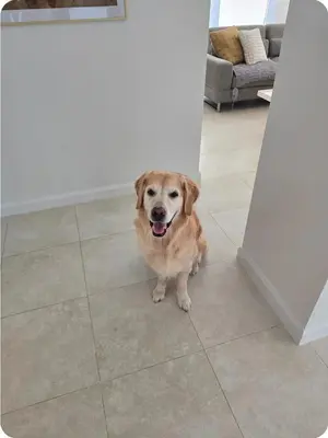 a brown dog sitting on a tile floor at Chacon in Miami