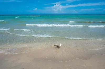 a bird standing on the beach near the ocean at Vista Del Mar - by Atlantikos in Hollywood