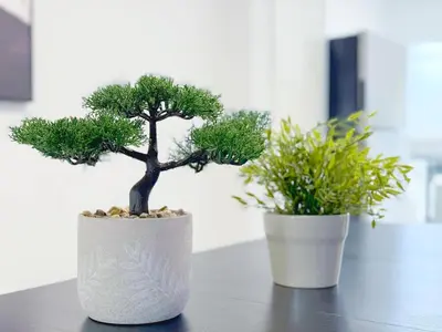 two potted trees are sitting on a table at Bright 1BR Miami Beach Apt with 3 Queens & Smart TV in Miami Beach