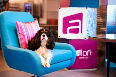 a dog sitting in a blue chair next to a table at Aloft Miami Dadeland in Kendall