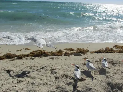 a group of birds walking on the beach at Ocean Breeze in Miami Beach
