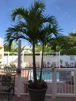 a palm tree in a pot next to a pool at The Big Coconut Guesthouse - Gay Men's Resort in Fort Lauderdale