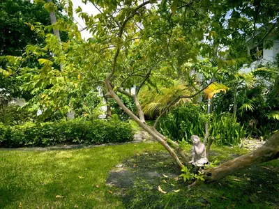 a statue sitting on a tree branch in a yard at Beach Gardens in Fort Lauderdale