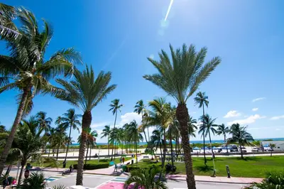 a group of palm trees at the beach at Hotel Victor South Beach in Miami Beach