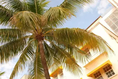 a palm tree in front of a building at 2 Bedroom Ocean Drive Newly Renovated in Miami Beach