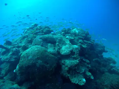 a group of fish swimming around a coral reef at Beach Tide Motel in Hollywood