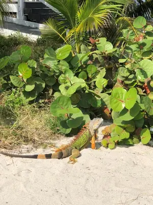a lizard sitting on the ground next to plants at Beach Tide Motel in Hollywood