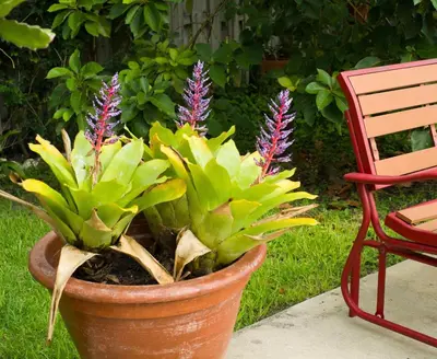 a potted plant with purple flowers next to a red chair at Yuli's Home in Miami