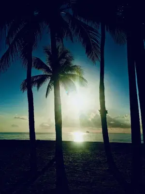 a group of palm trees on the beach at Little Paris by the ocean self check in in Fort Lauderdale