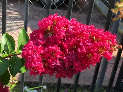 a bunch of pink flowers in front of a fence at Private Suite next to Calle Ocho in Miami