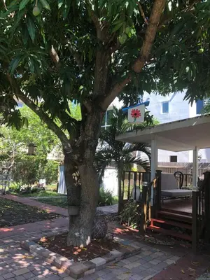 a tree on a sidewalk next to a house at Cozy Room in the Heart of Little Havana in Miami