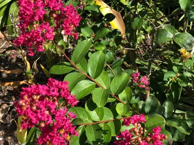 a group of pink flowers and green leaves at Cozy Room in the Heart of Little Havana in Miami