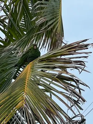 a green parrot sitting on top of a palm tree at The Tel in Hollywood
