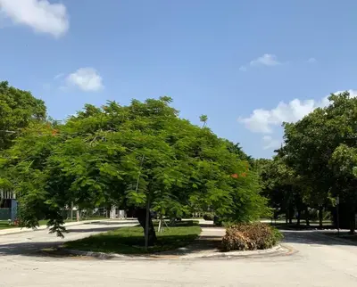 a large tree in the middle of a road at Taste of Miami Vive in Miami