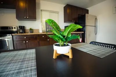 a potted plant sitting on a table in a kitchen at COZY Private Apts in Hollywood By Hard Rock Casino! in Hollywood