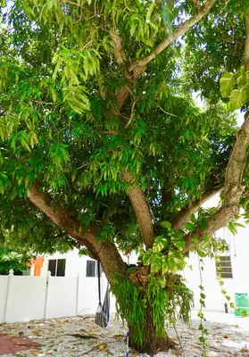 a tree with a swing hanging from it at Enchanting cozy Apartment 10 min away from airport, Calle 8, Brickell, Coral Gables, the beach and more! in Miami