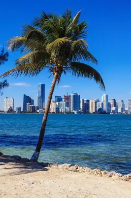 a palm tree on a beach with a city at Enchanting cozy Apartment 10 min away from airport, Calle 8, Brickell, Coral Gables, the beach and more! in Miami