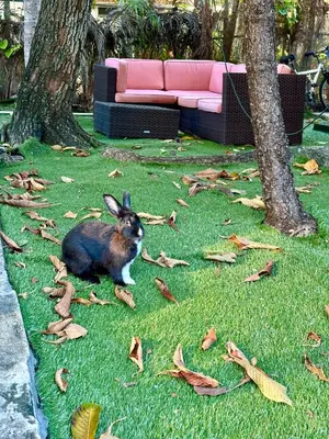 a rabbit sitting on the grass in a yard at Miami House in Miami