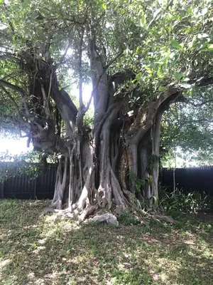 a large tree with lots of branches and leaves at Bekahouse Hostel with parking, backyard and laundry in Miami