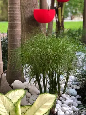 a group of plants and rocks in a garden at The Oasis in Miami