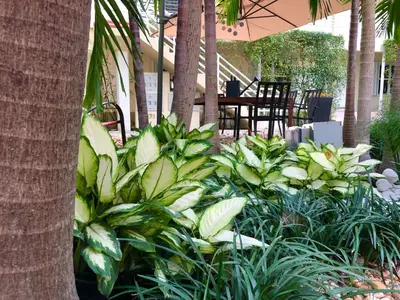 a garden with green plants and an umbrella at The Oasis in Miami